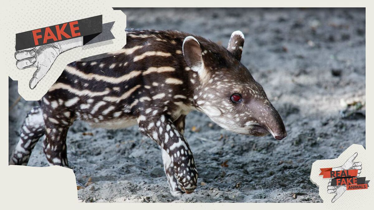 Real/Fake - Animals Vol. 1 image number null