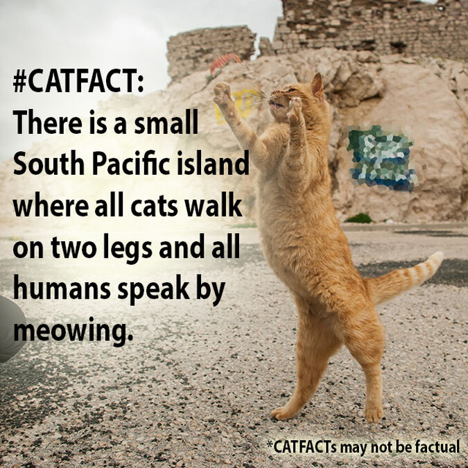 CATstagrams image number null