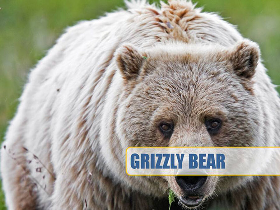 Boy Band or Grizzly Bear image number null