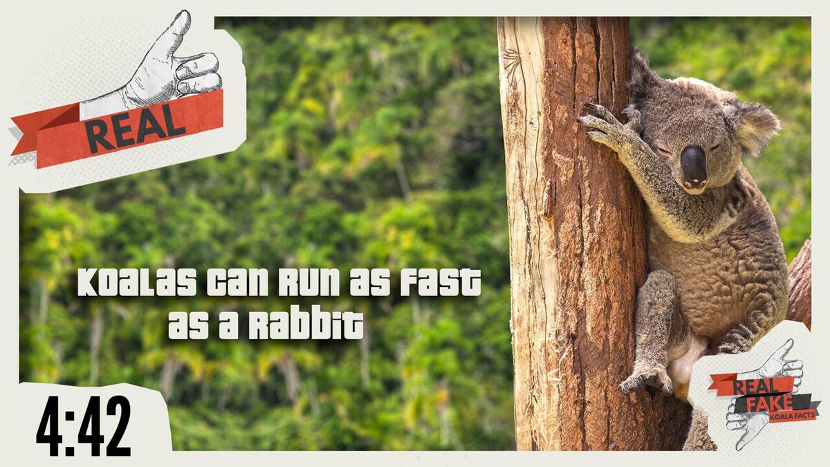 Real/Fake - Koala Facts image number null