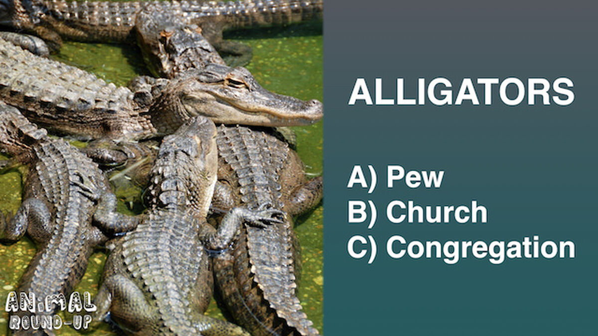 Animal Round-Up image number null