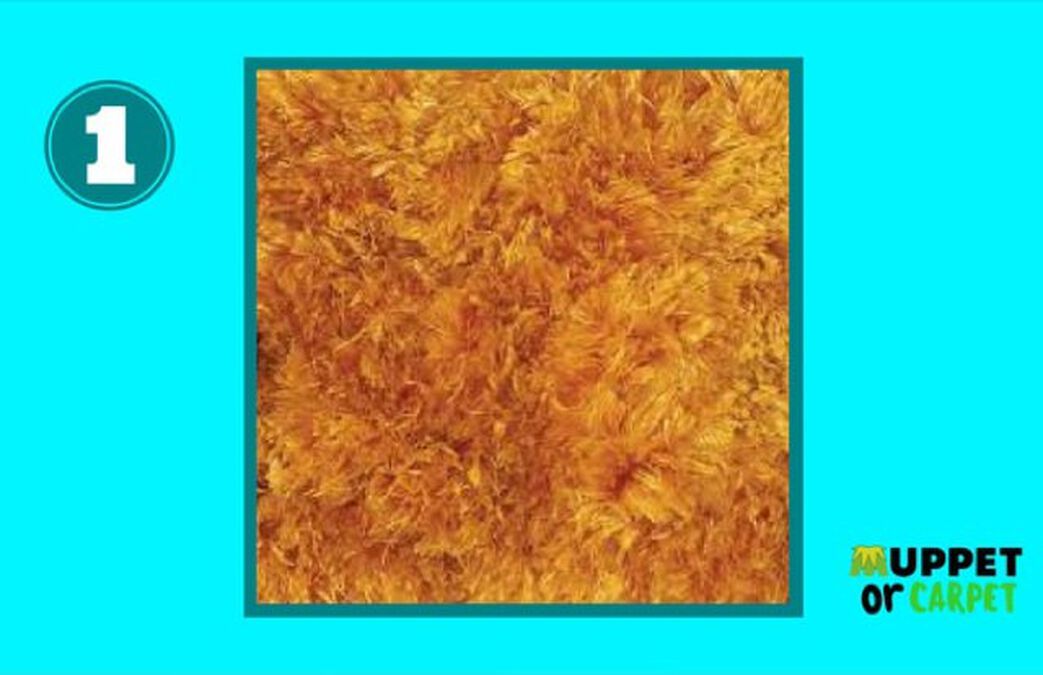 Muppet or Carpet image number null