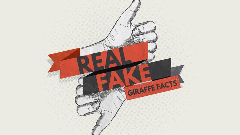 Real or Fake: Giraffe Facts 