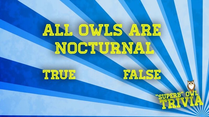 "Superb" Owl Trivia- It's A Hoot!
