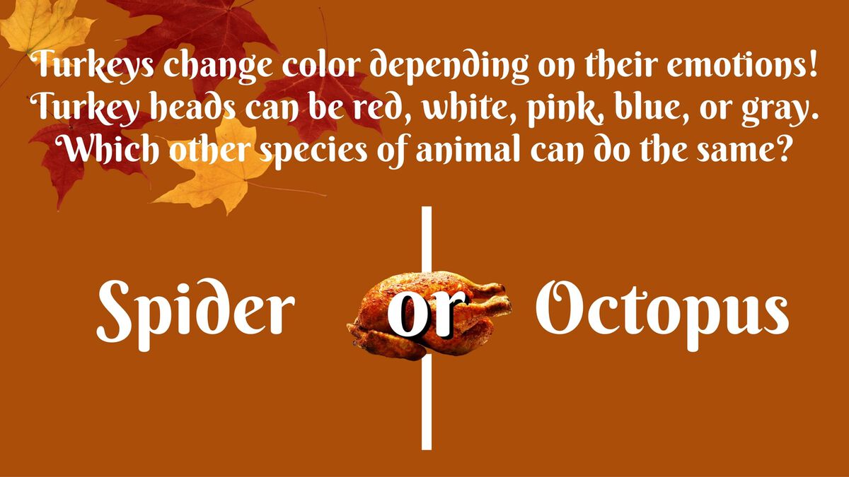Totally Turkey Trivia image number null