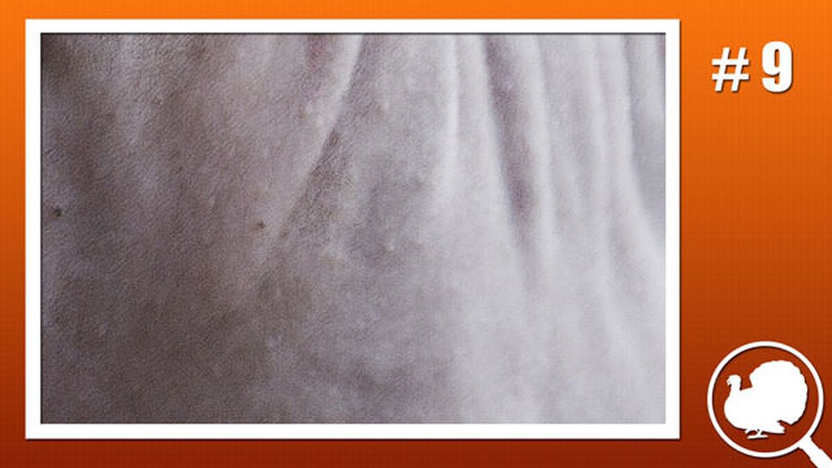 Is it a Turkey? image number null