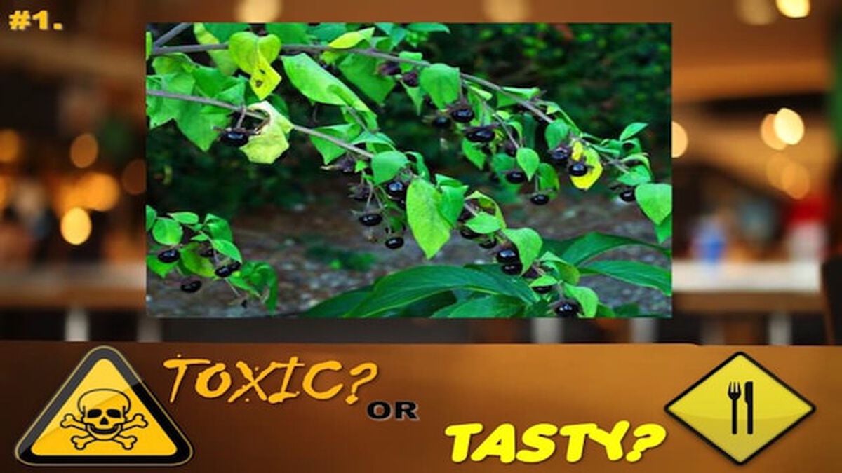 Toxic or Tasty Game image number null