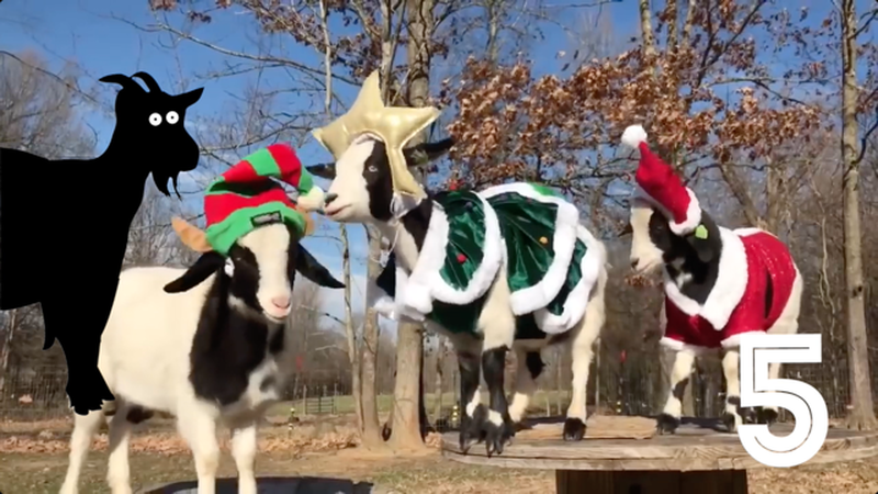 Screaming or Fainting Goats? Round 2