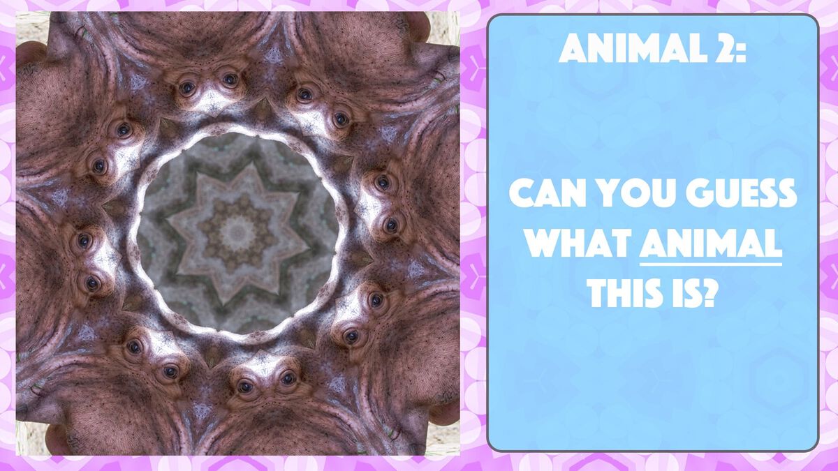 A Kaleidoscopic Quiz Vol. 2 image number null