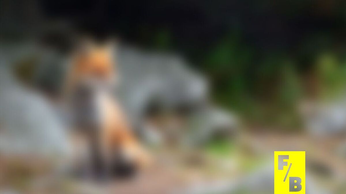 Furry Blurry image number null