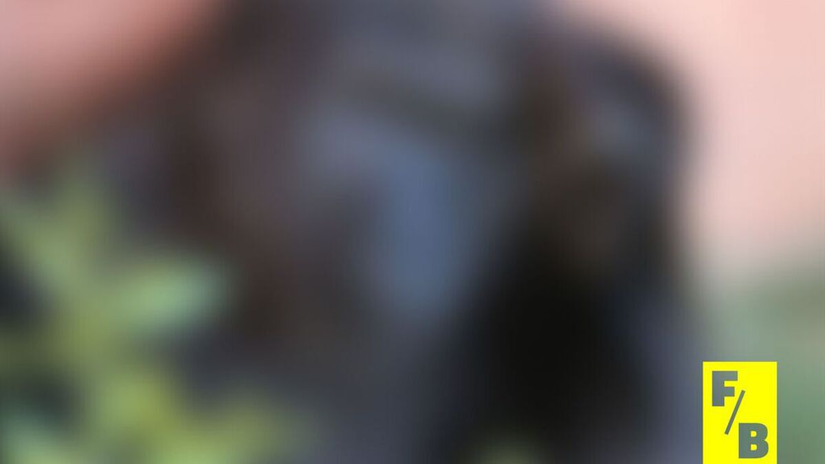 Furry Blurry image number null