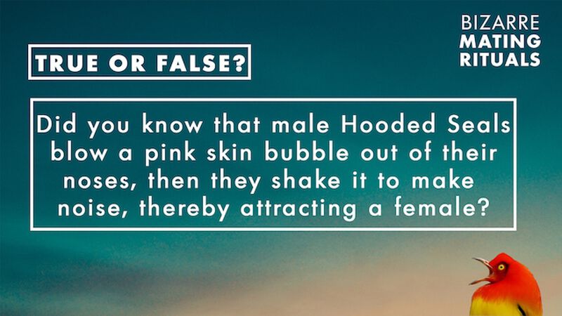 Bizarre Mating Rituals