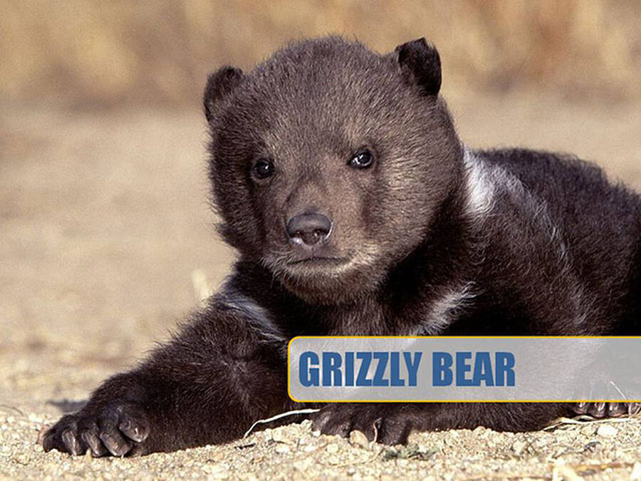 Boy Band or Grizzly Bear image number null