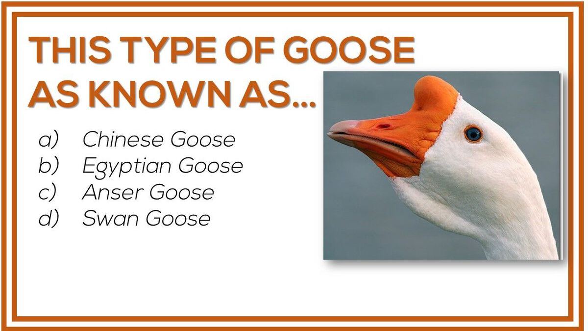 Goose Chase Trivia image number null