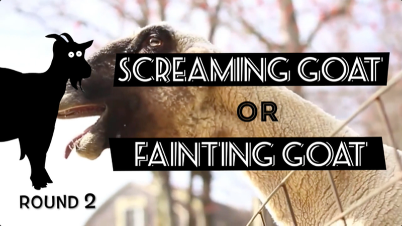 Screaming or Fainting Goats? Round 2