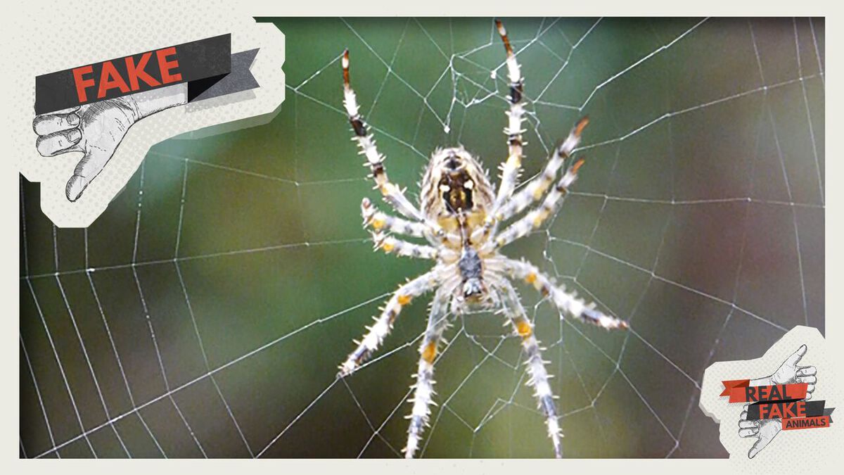 Real/Fake Animals: Volume 2  image number null