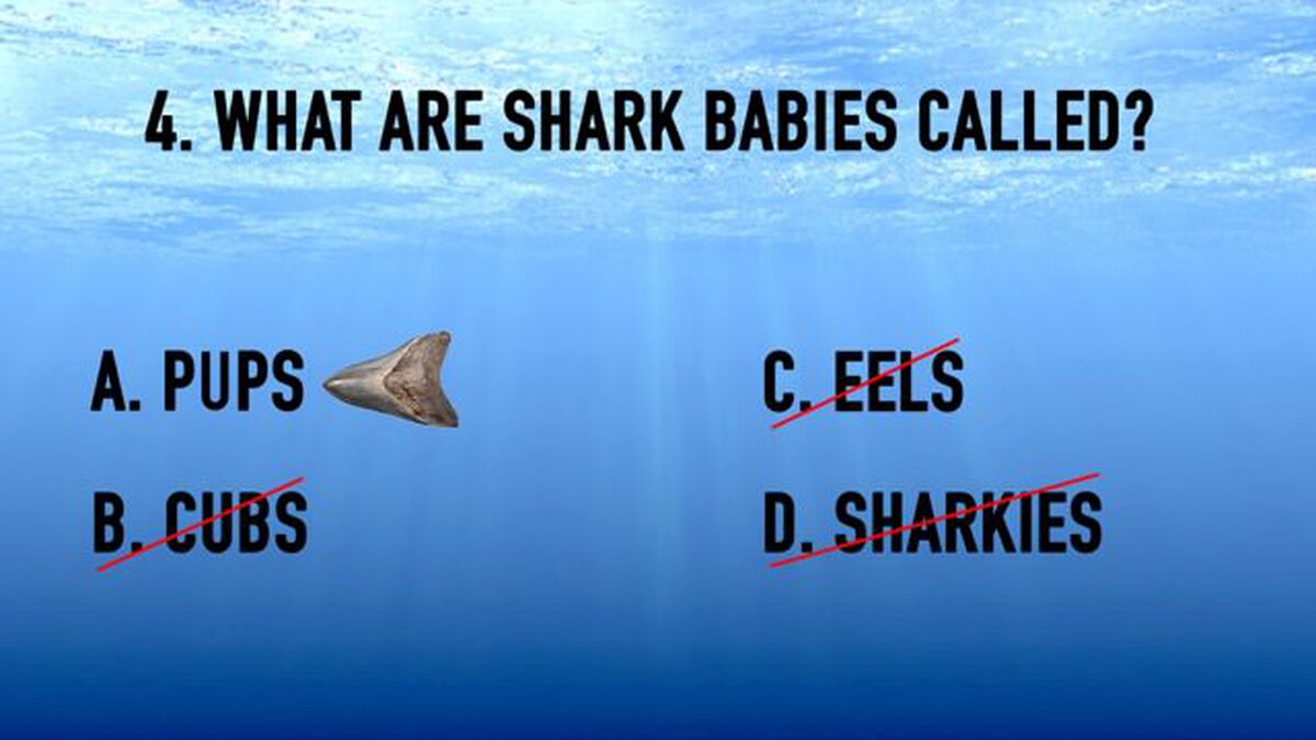 Shark Week Trivia image number null