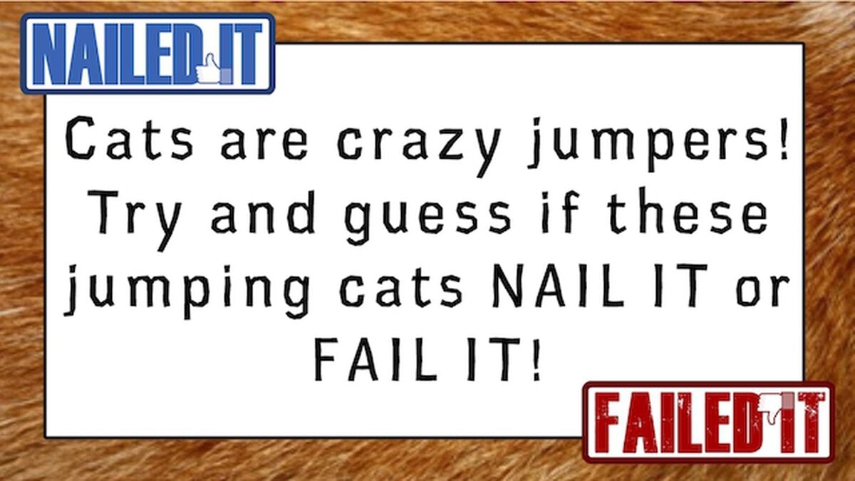 Nailed It or Failed It: Cat Edition Volume 2 image number null
