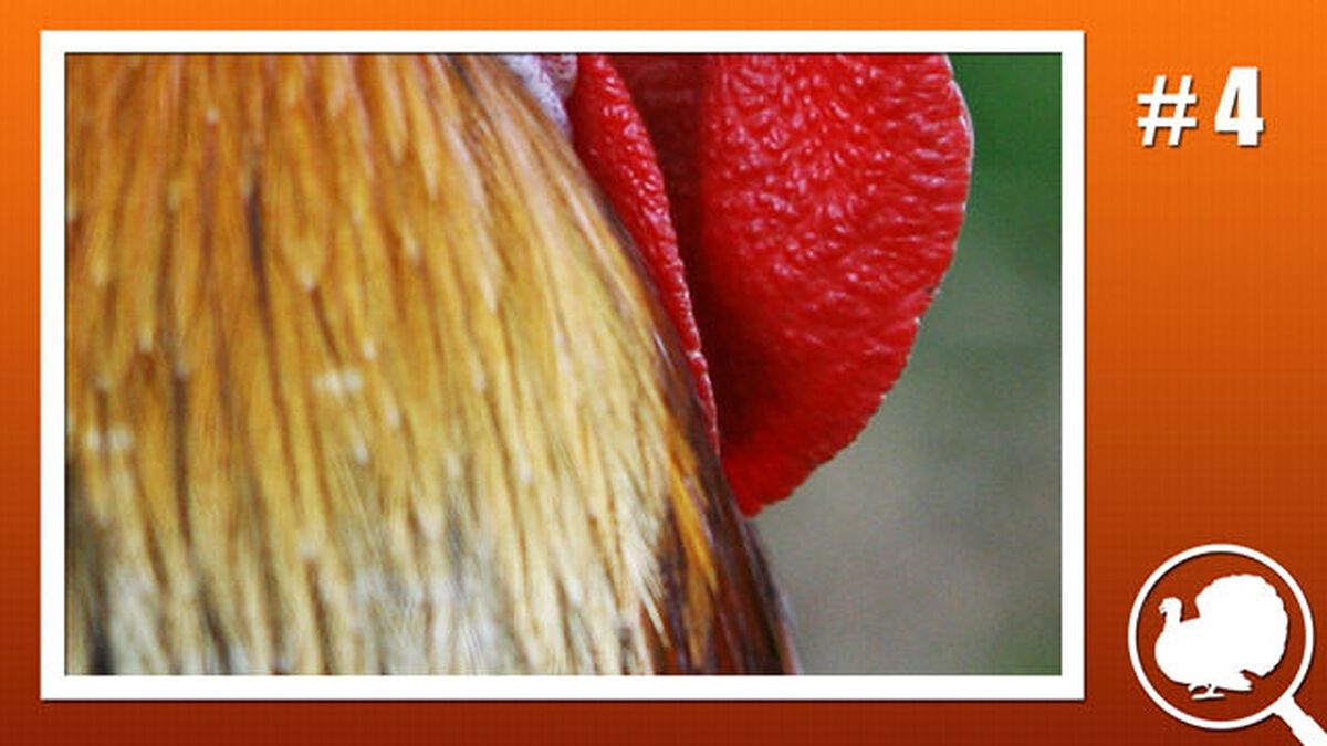 Is it a Turkey? image number null