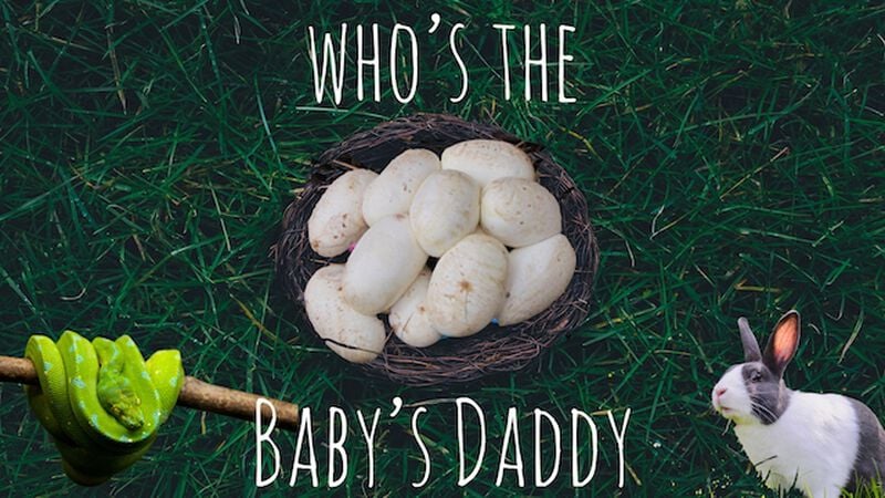 Who's the Baby Daddy?