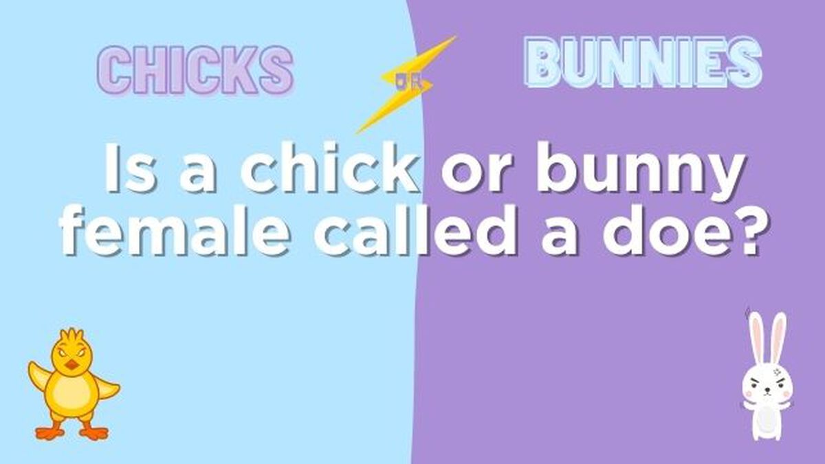 Chicks or Bunnies image number null