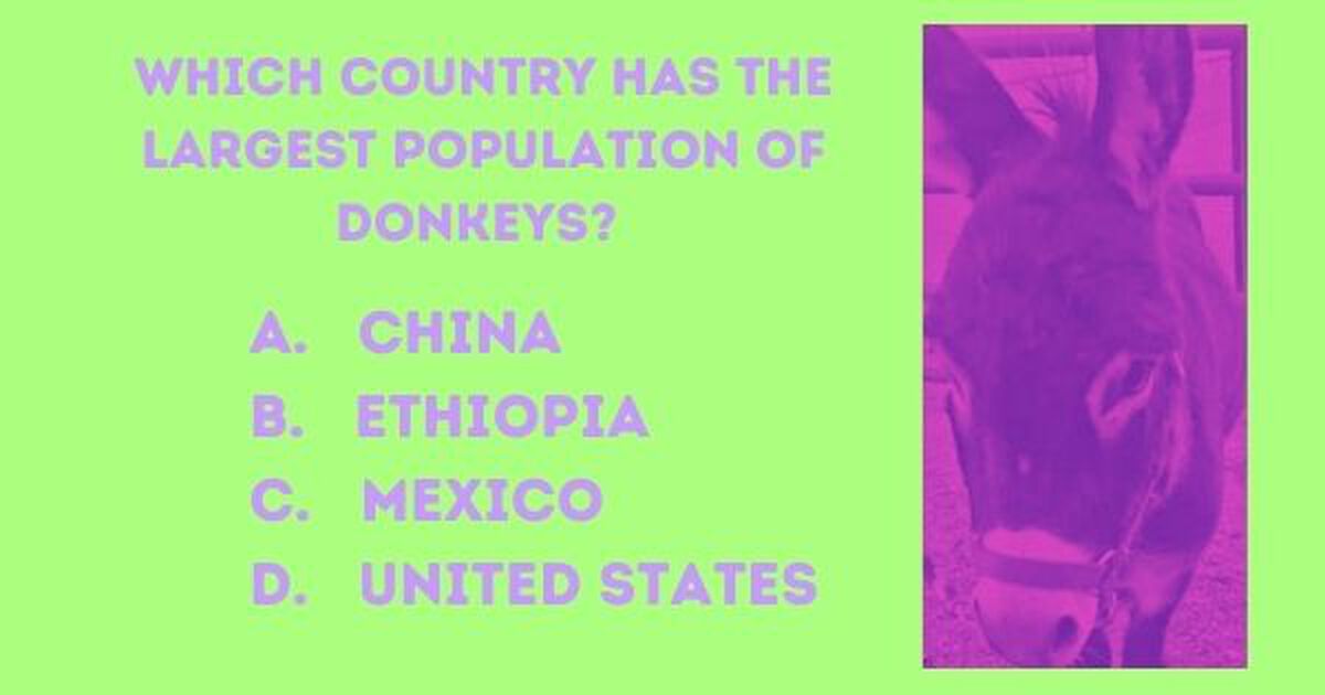 Donkey Trivia | Games | Download Youth Ministry