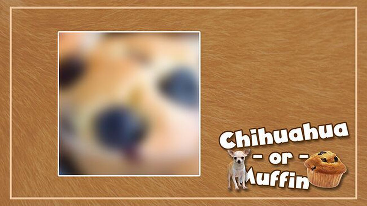 Chihuahua or Muffin image number null