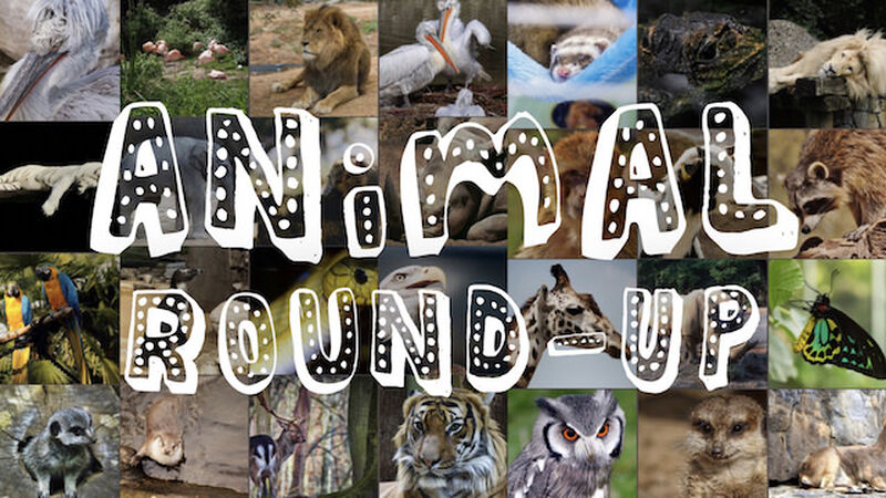 Animal Round-Up
