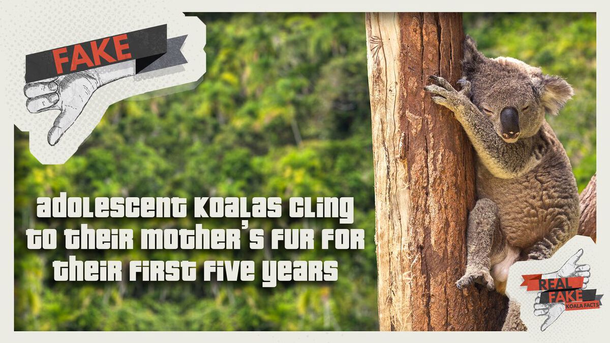 Real/Fake - Koala Facts image number null