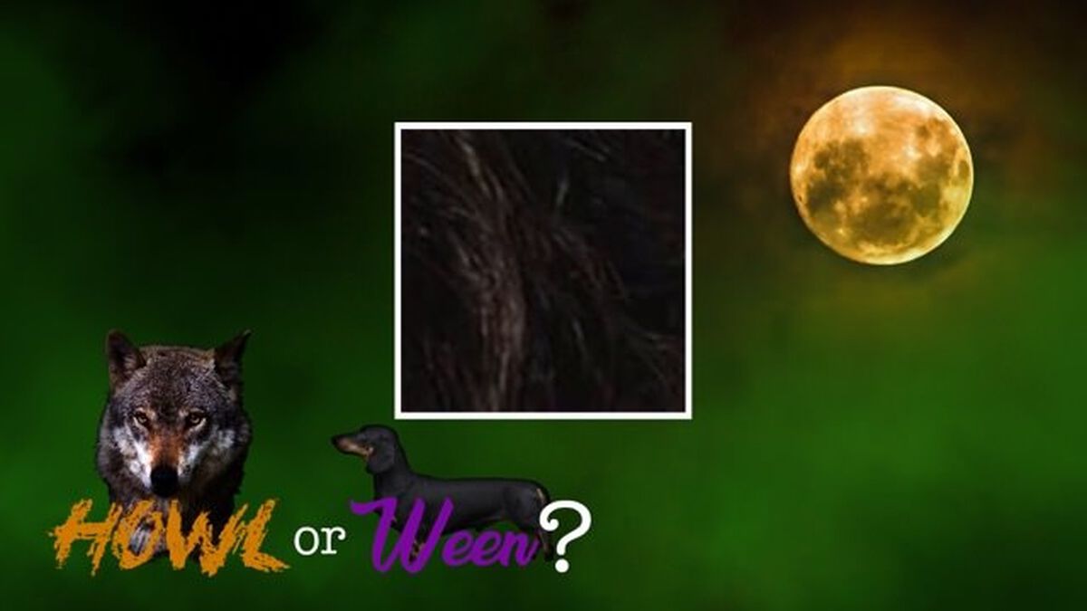 Howl or Ween image number null