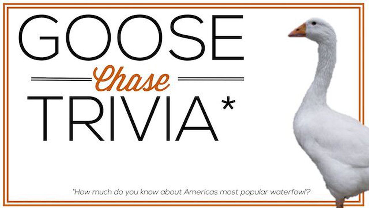 Goose Chase Trivia image number null
