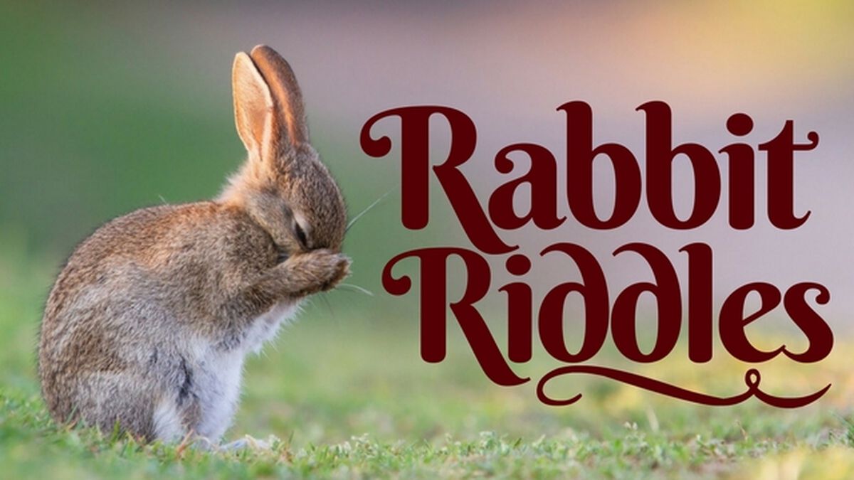 Rabbit Riddles image number null