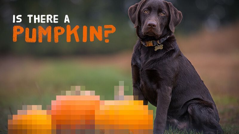 Is There a Pumpkin?