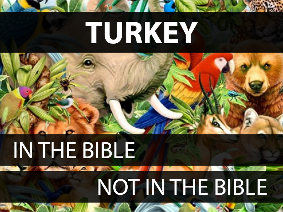 Animals in the Bible: Volume 2 image number null