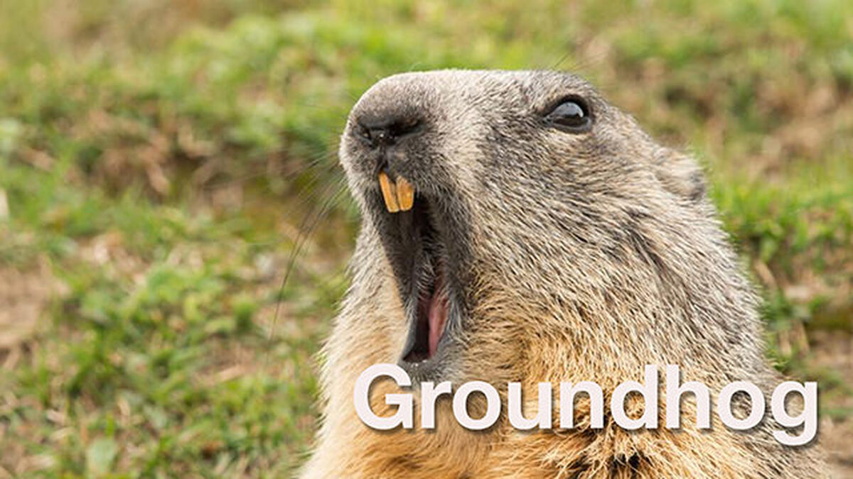 Groundhog Otter Beaver image number null