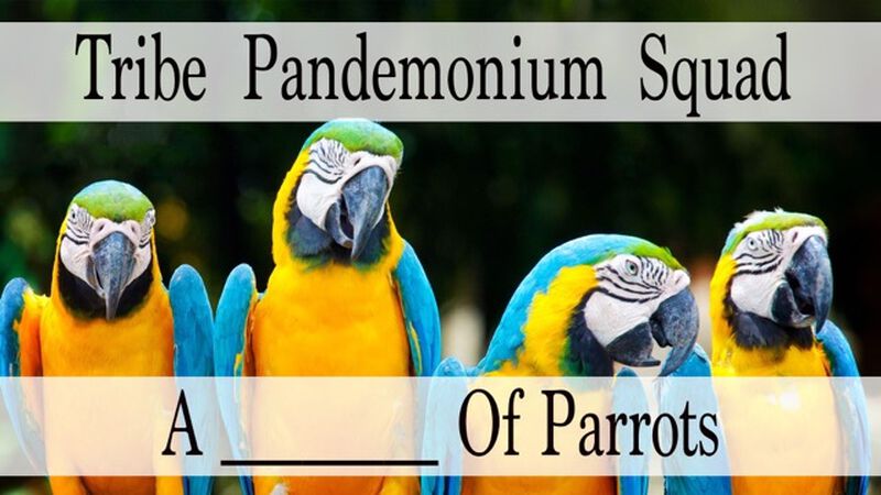 A Pandemonium Of Parrots
