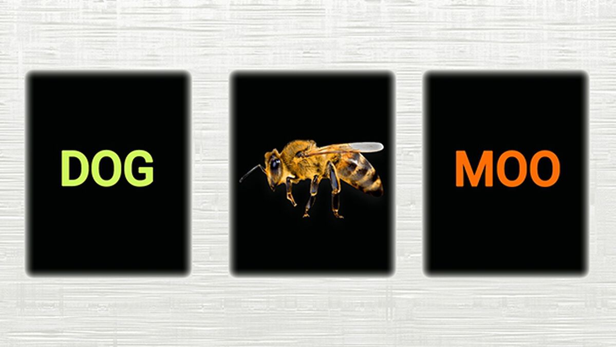 Animal Call-Out image number null