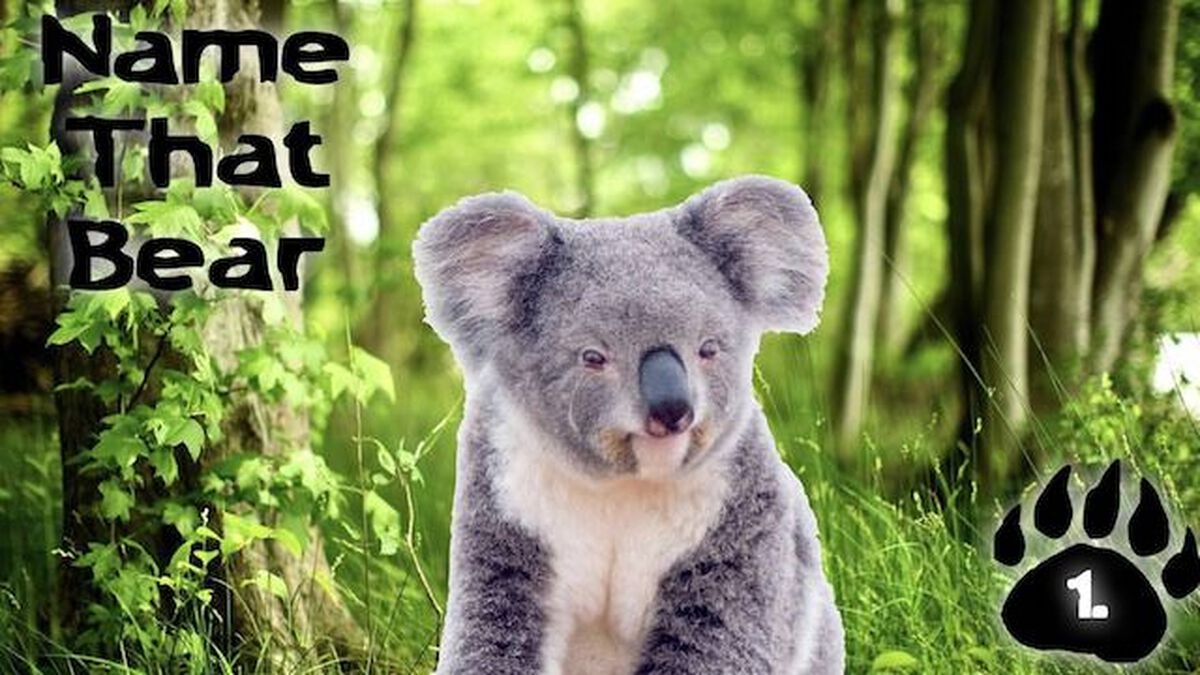 Name That Bear image number null