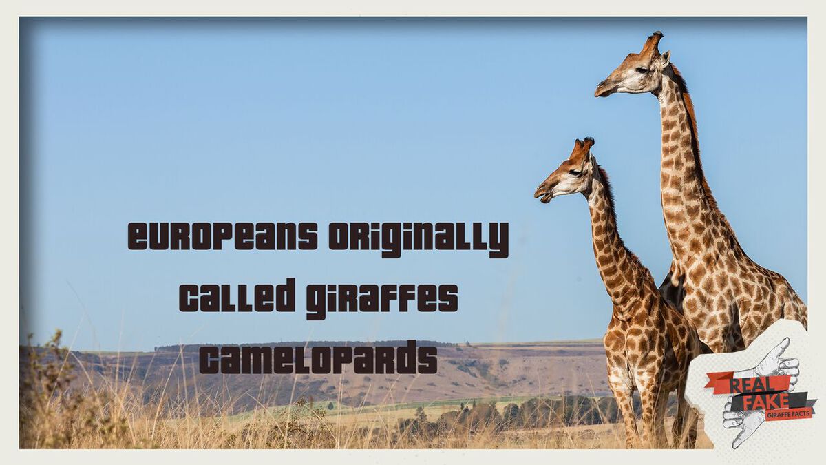 Real or Fake: Giraffe Facts  image number null