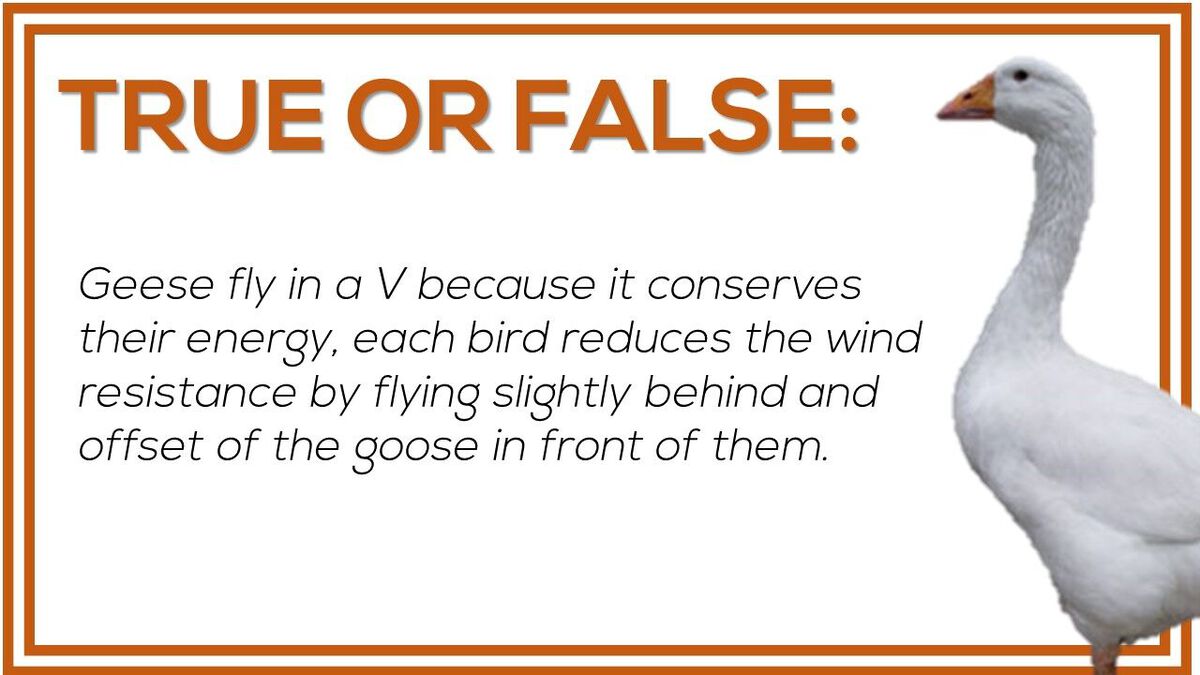 Goose Chase Trivia image number null