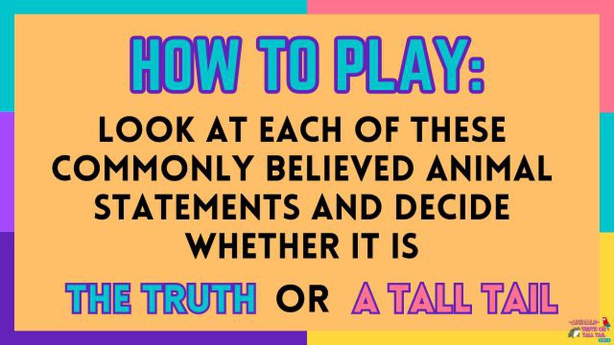 Truth Animals Animals: Truth or Tall Tail - Vol. 3 | Games | Download Youth Ministry