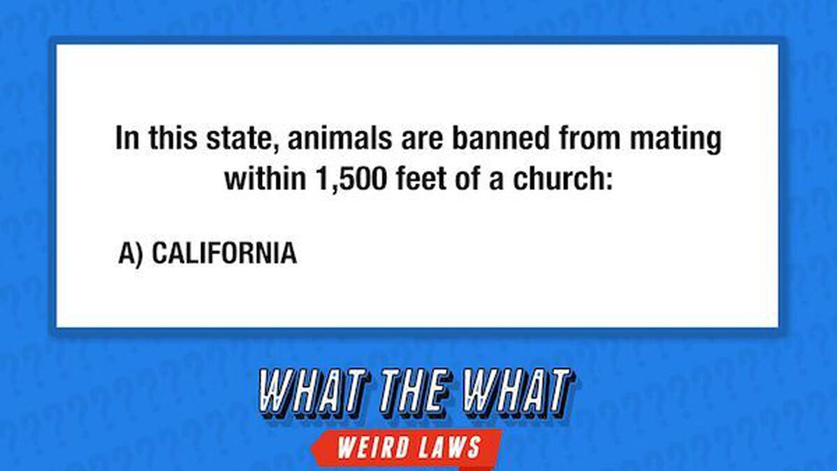 What the What? (Weird Laws) image number null