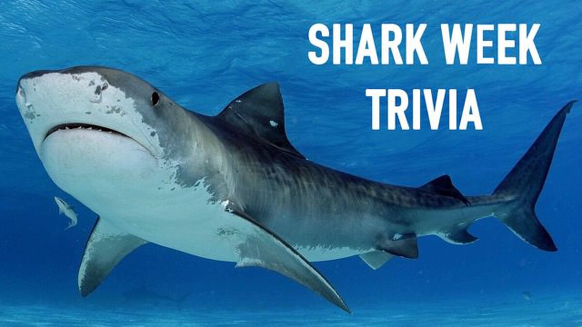 Shark Week Trivia, Games