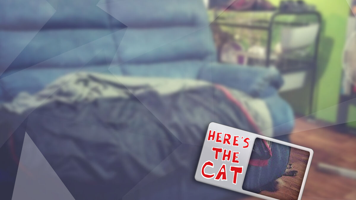 Can You Find the Cat? image number null