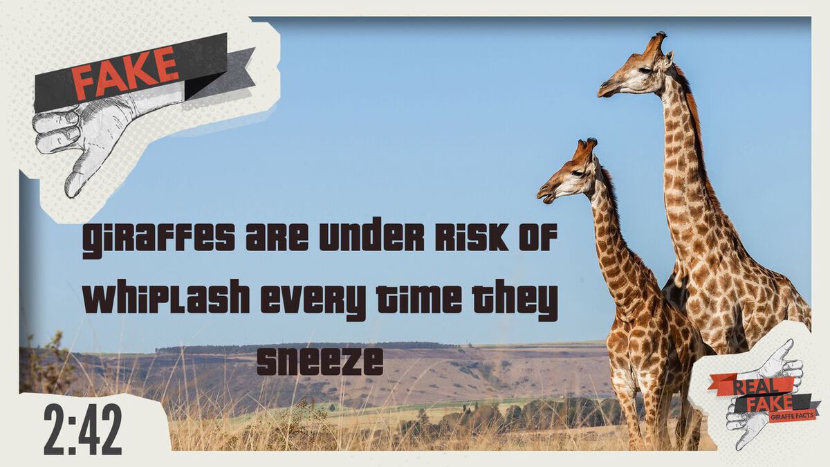 Real or Fake: Giraffe Facts  image number null
