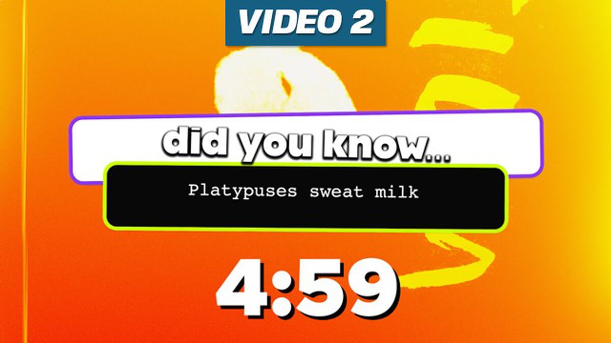 Fun Facts Countdown 4-Pack | Video | Download Youth Ministry