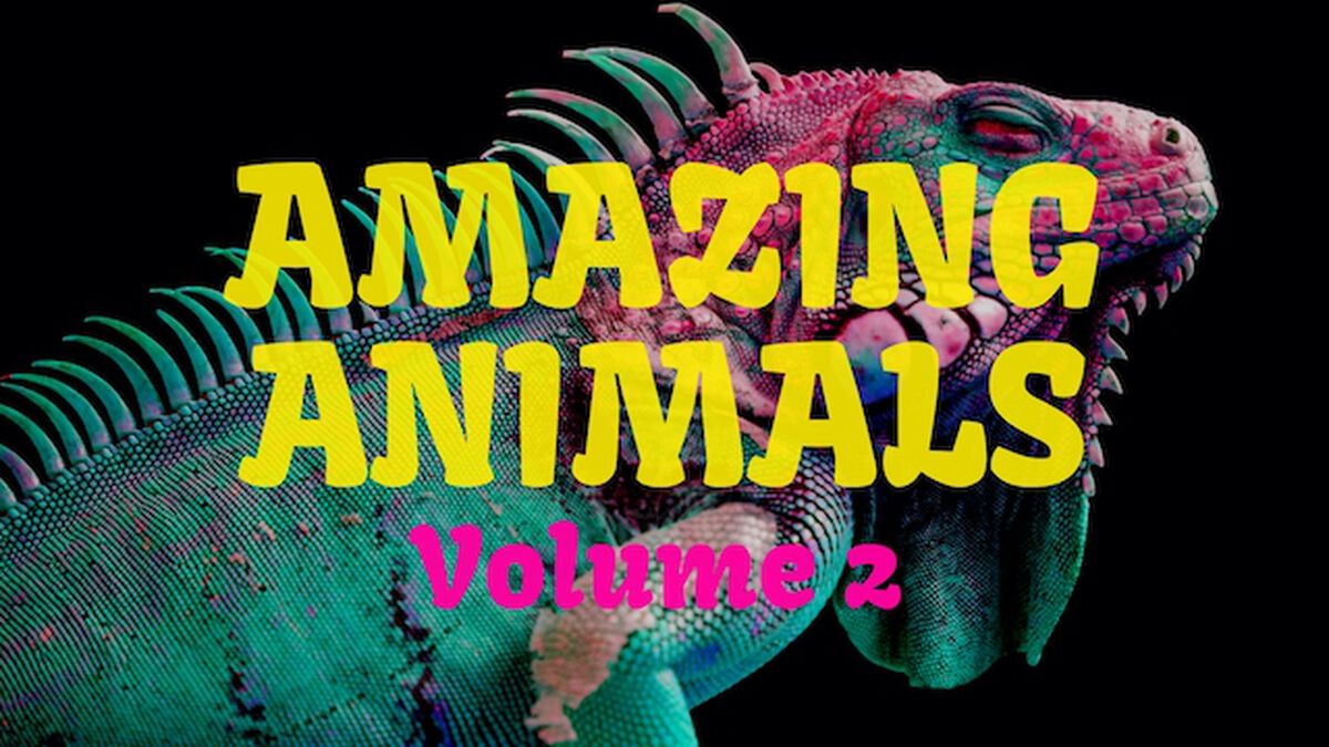 Amazing Animals Volume Two image number null