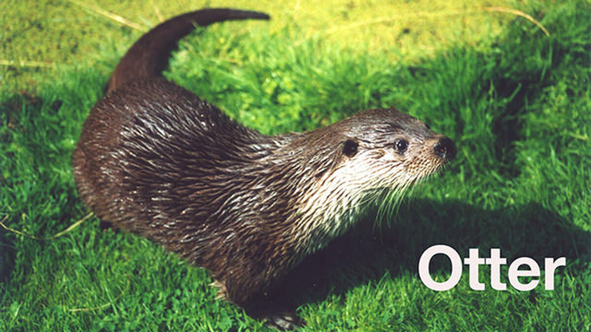 Groundhog Otter Beaver image number null