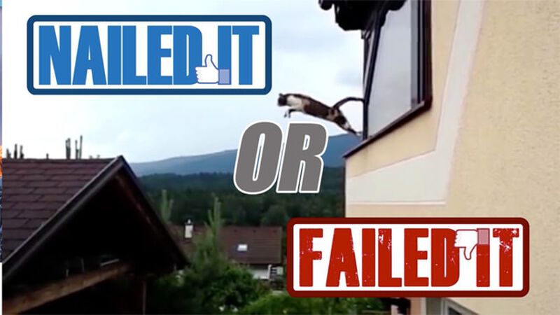 Nailed or Failed: Cat Edition