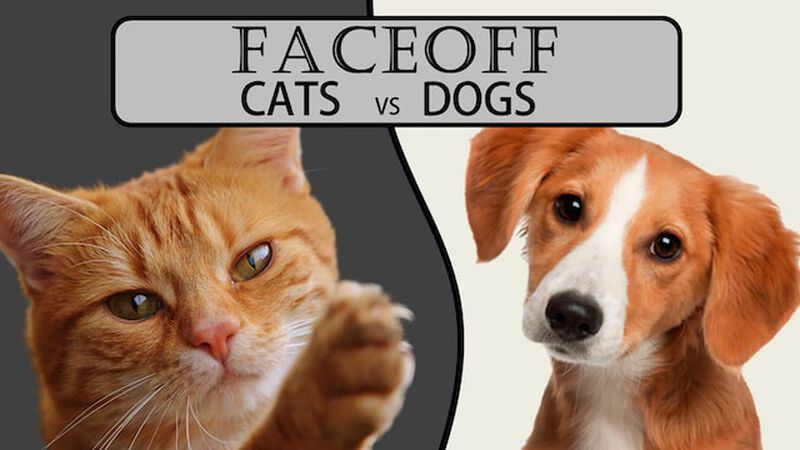 FACEOFF: Cats vs. Dogs
